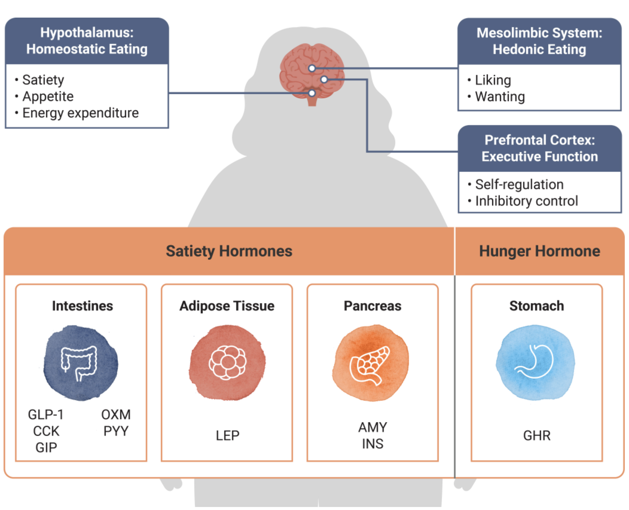 a table showing the Neuro Hormonal Communication