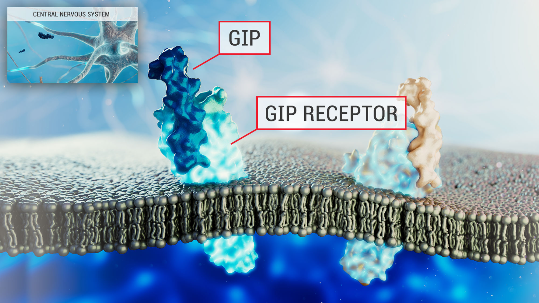 Image showing GIP receptor in the Hypothalamus