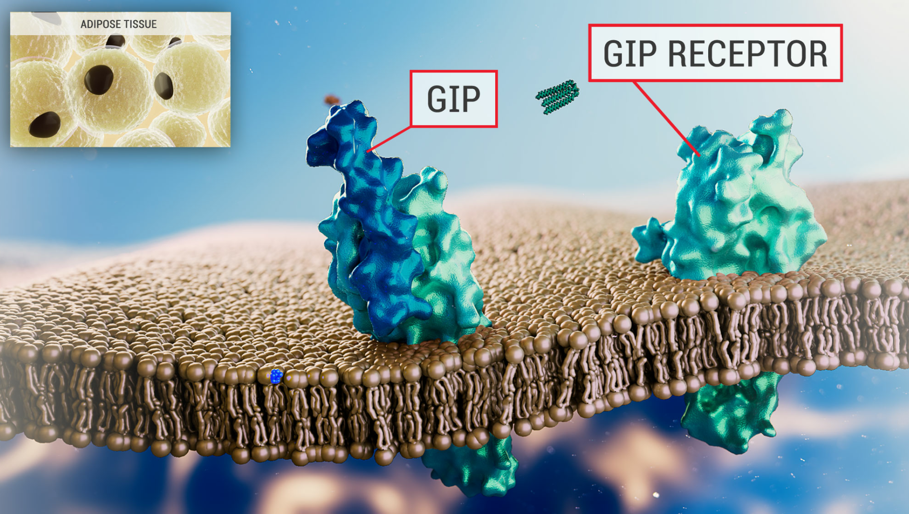 Image of GIP receptor in Adipose Tissue